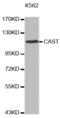 Calpastatin antibody, abx000552, Abbexa, Western Blot image 