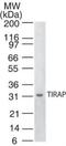 TIR Domain Containing Adaptor Protein antibody, NB100-56730, Novus Biologicals, Western Blot image 