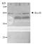 Holliday junction ATP-dependent DNA helicase RuvB antibody, 61-007, BioAcademia Inc, Western Blot image 