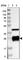 DnaJ Heat Shock Protein Family (Hsp40) Member C5 antibody, HPA012737, Atlas Antibodies, Western Blot image 
