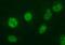 Ankyrin Repeat Domain 49 antibody, NBP2-46526, Novus Biologicals, Immunofluorescence image 