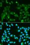 UHRF1 Binding Protein 1 antibody, orb186482, Biorbyt, Immunofluorescence image 