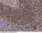 Lymphocyte Specific Protein 1 antibody, 14178-T56, Sino Biological, Immunohistochemistry paraffin image 