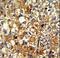 Actinin Alpha 1 antibody, LS-C156004, Lifespan Biosciences, Immunohistochemistry frozen image 