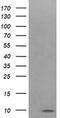 Cytochrome C Oxidase Subunit 6C antibody, MA5-26259, Invitrogen Antibodies, Western Blot image 