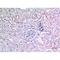 X-Ray Repair Cross Complementing 6 antibody, LS-C387095, Lifespan Biosciences, Immunohistochemistry paraffin image 