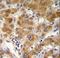 Outer Dense Fiber Of Sperm Tails 3B antibody, LS-C163107, Lifespan Biosciences, Immunohistochemistry frozen image 