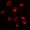 Serpin Family A Member 10 antibody, orb382029, Biorbyt, Immunofluorescence image 