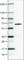 Prolyl 4-Hydroxylase Subunit Alpha 2 antibody, AMAb90710, Atlas Antibodies, Western Blot image 