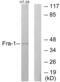 Fos-related antigen 1 antibody, abx013397, Abbexa, Western Blot image 