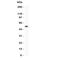 Erythropoietin Receptor antibody, R31141, NSJ Bioreagents, Western Blot image 