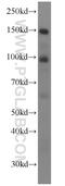 Palladin, Cytoskeletal Associated Protein antibody, 10853-1-AP, Proteintech Group, Western Blot image 