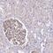 Testis Specific 13 antibody, NBP2-13488, Novus Biologicals, Immunohistochemistry frozen image 