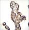 PHT2 antibody, LS-C161135, Lifespan Biosciences, Immunohistochemistry frozen image 