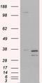 Pirin antibody, EB06437, Everest Biotech, Western Blot image 