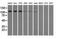 Transforming Acidic Coiled-Coil Containing Protein 3 antibody, NBP2-02619, Novus Biologicals, Western Blot image 