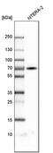 Zinc Finger Protein 384 antibody, PA5-52044, Invitrogen Antibodies, Western Blot image 