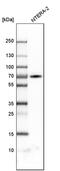 Zinc Finger Protein 384 antibody, PA5-52044, Invitrogen Antibodies, Western Blot image 