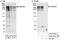 Ankyrin Repeat And KH Domain Containing 1 antibody, A303-307A, Bethyl Labs, Western Blot image 