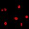 Nuclear Cap Binding Protein Subunit 2 antibody, orb318778, Biorbyt, Immunofluorescence image 