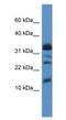 Elongation Factor 1 Homolog antibody, NBP1-79822, Novus Biologicals, Western Blot image 