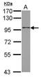 Rho Guanine Nucleotide Exchange Factor 15 antibody, PA5-31818, Invitrogen Antibodies, Western Blot image 
