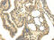 Mediator Complex Subunit 16 antibody, CSB-PA909624, Cusabio, Immunohistochemistry frozen image 
