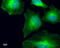 Tubulin Gamma Complex Associated Protein 4 antibody, GTX629401, GeneTex, Immunofluorescence image 