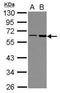 FERM Domain Containing 8 antibody, GTX122394, GeneTex, Western Blot image 