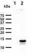 Fatty Acid Binding Protein 9 antibody, MBS200308, MyBioSource, Western Blot image 