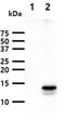 Fatty Acid Binding Protein 9 antibody, MBS200308, MyBioSource, Western Blot image 