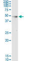 Hepsin antibody, LS-C197454, Lifespan Biosciences, Western Blot image 