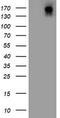 DOT1 Like Histone Lysine Methyltransferase antibody, TA802741S, Origene, Western Blot image 