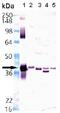 Heme Oxygenase 2 antibody, ab90515, Abcam, Western Blot image 