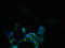 Solute Carrier Family 13 Member 4 antibody, LS-C372283, Lifespan Biosciences, Immunofluorescence image 