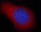 Pancreatic Progenitor Cell Differentiation And Proliferation Factor antibody, FNab01080, FineTest, Immunofluorescence image 