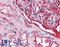 Ectodysplasin A2 Receptor antibody, LS-B562, Lifespan Biosciences, Immunohistochemistry frozen image 