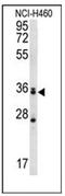 Muscleblind-like protein 3 antibody, AP52624PU-N, Origene, Western Blot image 