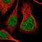 Chromosome 8 Open Reading Frame 74 antibody, NBP1-91039, Novus Biologicals, Immunofluorescence image 