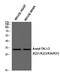 TAL BHLH Transcription Factor 1, Erythroid Differentiation Factor antibody, A00944-1, Boster Biological Technology, Western Blot image 