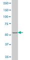 SRY-Box 30 antibody, H00011063-M02, Novus Biologicals, Western Blot image 