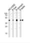 Polycomb Group Ring Finger 6 antibody, abx030604, Abbexa, Western Blot image 
