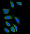 Ephrin A5 antibody, orb256506, Biorbyt, Immunofluorescence image 