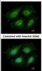 Annexin A8 antibody, NBP2-15410, Novus Biologicals, Immunocytochemistry image 