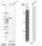 Glycogen Phosphorylase L antibody, NBP1-86182, Novus Biologicals, Western Blot image 