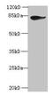 Junction Plakoglobin antibody, LS-C370768, Lifespan Biosciences, Western Blot image 