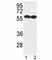 Macrophage Receptor With Collagenous Structure antibody, F51980-0.4ML, NSJ Bioreagents, Western Blot image 