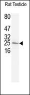 High Mobility Group Box 4 antibody, 251863, Abbiotec, Western Blot image 