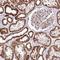 Acylglycerol Kinase antibody, HPA053471, Atlas Antibodies, Immunohistochemistry paraffin image 