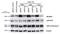 Valosin Containing Protein antibody, NB100-1558, Novus Biologicals, Western Blot image 